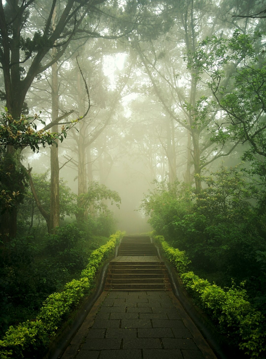 foggy forest path